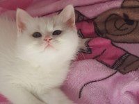 Kaliteli british shorthair yavrular