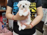 DÜNYA TATLISI MALTESE YAVRULARI