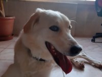 Golden Retriever sahiplendirme