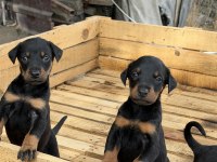 DOBERMAN YAVRULARI