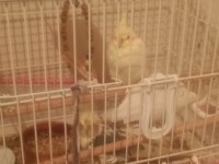45 Günlük Kırmızı Göz Lutino Sultanlar Yuvalarını Arıyor