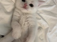 Safkan British Shorthair
