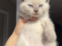 Dünyalar tatlısı çok sevecen scottish fold cinsi kedimiz