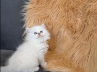 British longhair yavru erkek