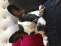 Güzel french bulldog kızıma yuva arıyoruz