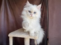 Beyaz british longhair koca kafa