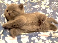 Blue British Shorthair Yavrularımız