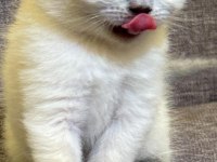 British shorthair blue point