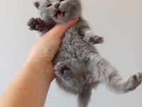 REZERVEYE HAZIR YAVRU KEDİLER