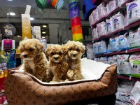 Maltipoo yavrularımız teslime hazır