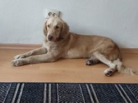 ÇOK ACİL 1 YAŞINDA GOLDEN RETRİEVER