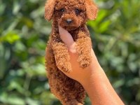 Poodle pati ver sizler için burada