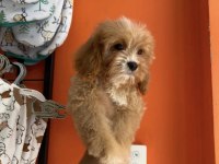 Dünyalae Tatlısı Cavapoo Bebekler
