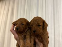 Kıvırcık toy poodle bebekler