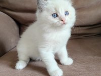 SECERELİ RAGDOLL YAVRULAR