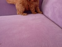 Poodle yavrularımız Mini boy ırk garantili teslim