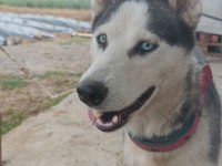 SİBİRYA KURDU HUSKY TAKAS DÜŞÜNÜLÜR
