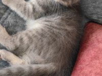 Sevimli scottish fold oğlumuza yuva arıyoruz