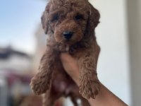 TOY POODLE ÇİKOLATA KÖPEKLERİM