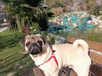 Pug Köpeğimiz Rıfkı Bey