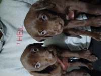 Labrador Chocolate İzmir