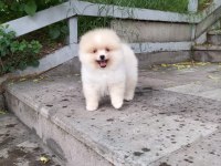 Pomeranian boo