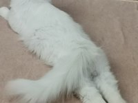 KEDİMİZİ SAHİPLENDİRME