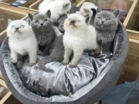Safkan british shorthair yavrularımız