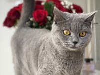 2 yaşında british shorthair