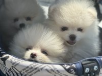 Ultra kalite pomeranian yavrularımız