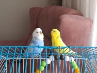 2 tane bir erkek bir dişi muhabbet kuşu