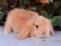 Garantılı Hollanda Teddy Lop Yavru Tavşan