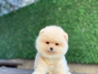 Pomeranian Boo
