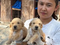 Golden retriever yavrularımız