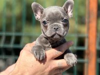 Prenses Bulldog