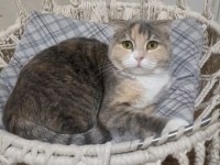 British Shorthair (Melez)