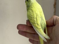 BEBEK MUHABBET KUŞUMUZ YENİ YEME DÜŞMÜŞ