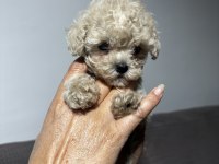 Apricot Renk Teacup Poodle Yavrular