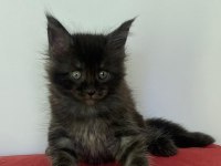 Maine Coon Black Smoke Erkek Yavru