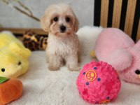Aşılı Pasaportlu Maltipoo  Yavrularımız 