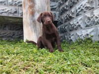 Labrador Yavrularımız