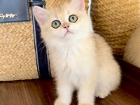 Safkan British Shorthair Golden dişi yavru