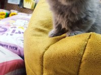British shorthair kediler