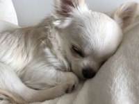 Chihuahua yavruları