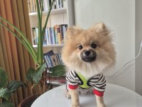 Pasaportlu Aşıları Tam Pomeranian Yavrumuz