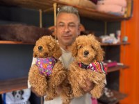 Mükemmel kalitede poodle bebeklerimiz