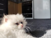 Kedimiz safkan prensese yuva arıyorum