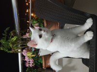 8 Aylık British Shorthair Sahiplendirme İstanbul