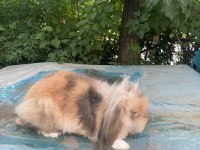 Lop tavşanlar