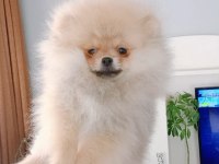 Pomeranian Boo Dişi Yavru